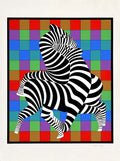 Zebra Zambo