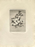 Fleurs NB II