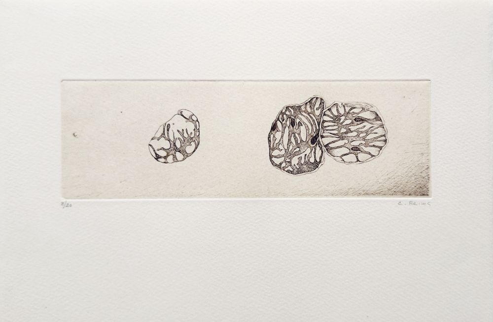 Histoire naturelle III (portfolio de 6 gravures) — vue 4