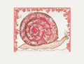 Escargot rose