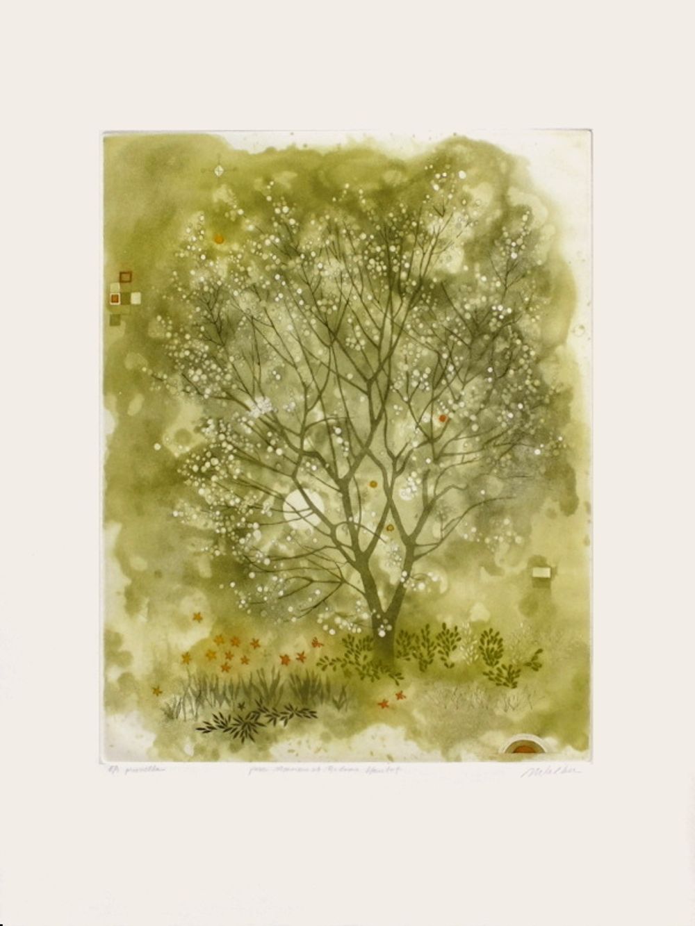 Prunella
