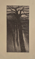 Allée d'arbres au crépuscule