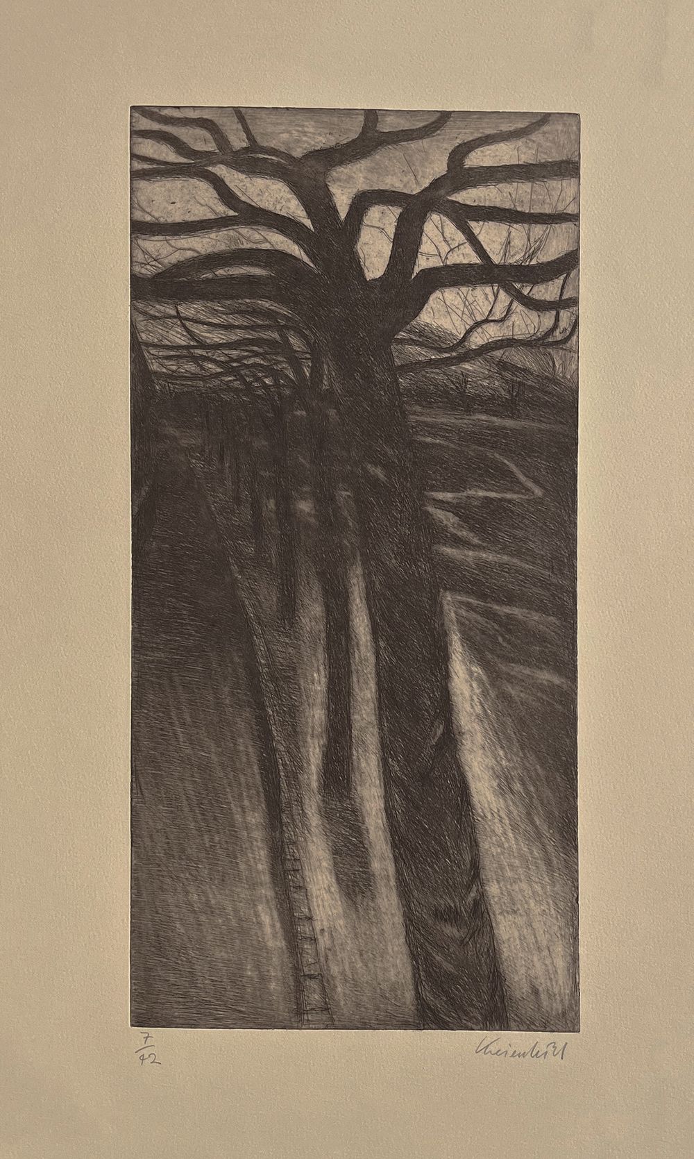Allée d'arbres au crépuscule