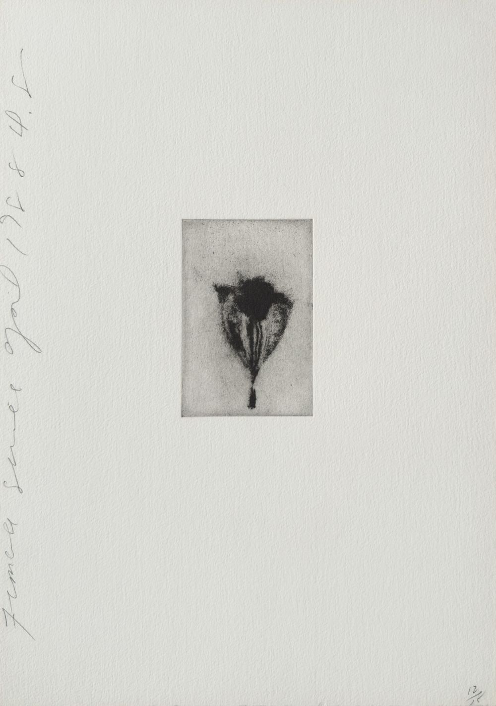 Females series VII