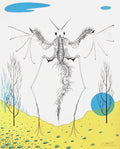 Histoire naturelle : l'Angelot