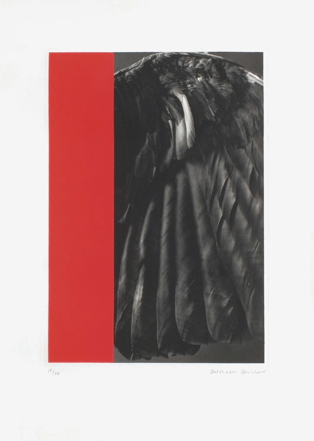 Aile de corbeau et monochrome