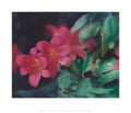 Blumen - 1977