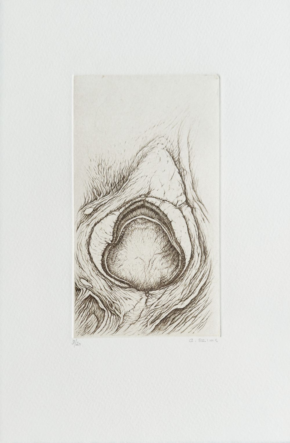 Histoire naturelle I (portfolio de 5 gravures) — vue 4